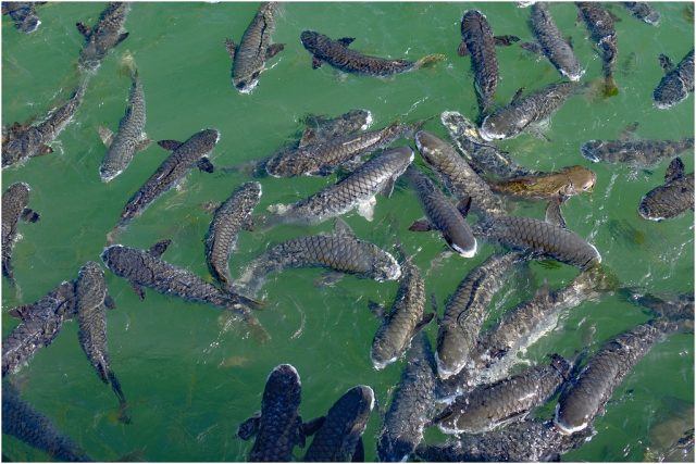 भ्रमण वर्षः तालपोखराका रमाइला माछा