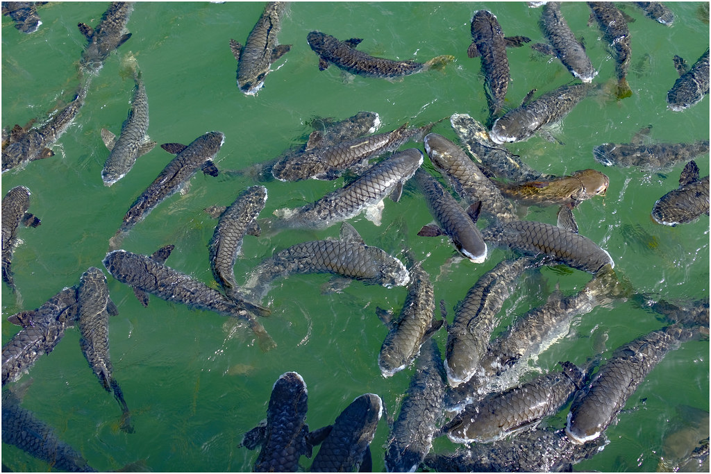 भ्रमण वर्षः तालपोखराका रमाइला माछा