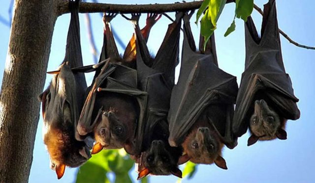 मुलुककै पहिलो मल उद्योगमा चमेराको बास