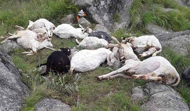 मरे दाङ झरेका २०० भेडा