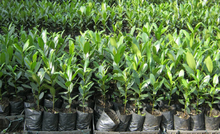 फलफूलका बिरुवा बेचेर मनग्य आम्दानी