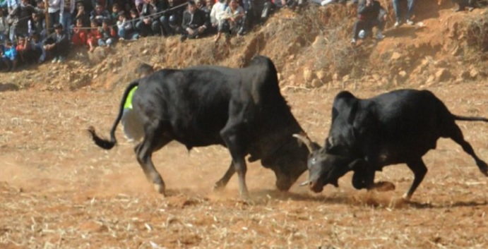 ‘वान भर्सेज वान’का ६५ हल गोरु नुवाकोट र धादिङमा भिडन्त गर्दै