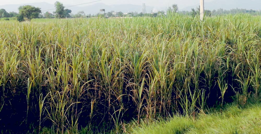 उखु किसान र चिनी उद्योगका समस्या समाधान हुन्छ: मन्त्री भट्ट