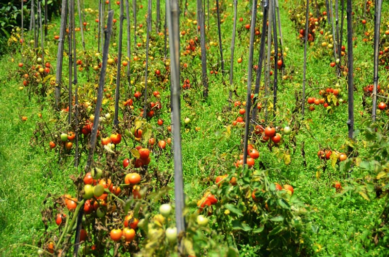 डढुवा रोगले गोलभेंडा खेती सखाप