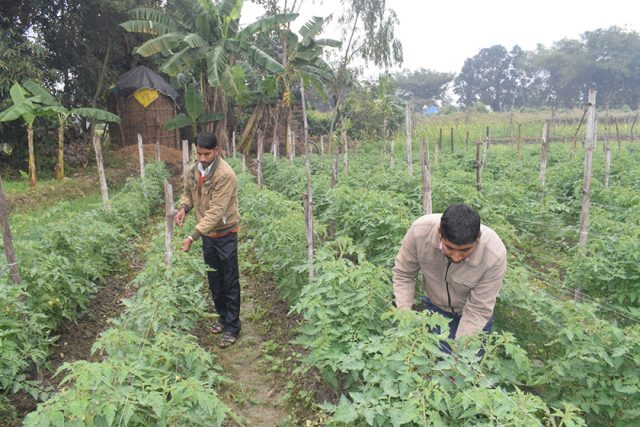 तरकारी खेतीमा किसानको आकर्षण