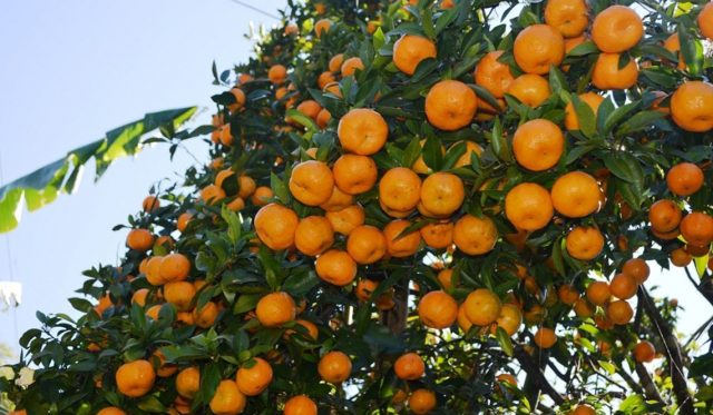 सुन्तला खेतीमा रमाउँदै कृषक यस वर्ष रुं ३० करोड आम्दानी