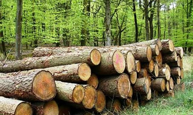 लकडाउनको मौका छोपी वन कटानी र काठ चोरी तीव्र
