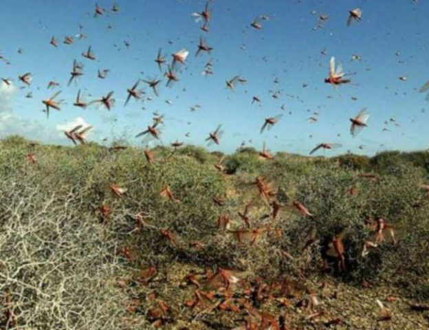 विज्ञहरुले नेपालमा सलह आउँदैन भन्दाभन्दै कसरी आयो ?