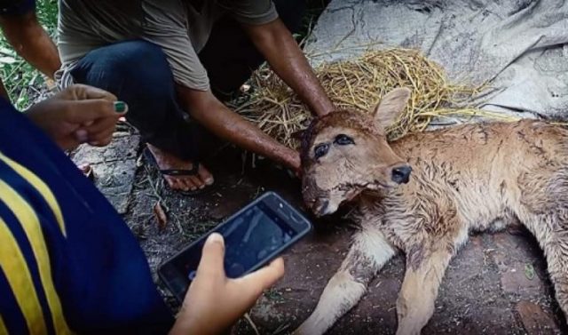 कञ्चनपुरमा चार आँखा दुई टाउको भएको अदभुत बाच्छी जन्मियो