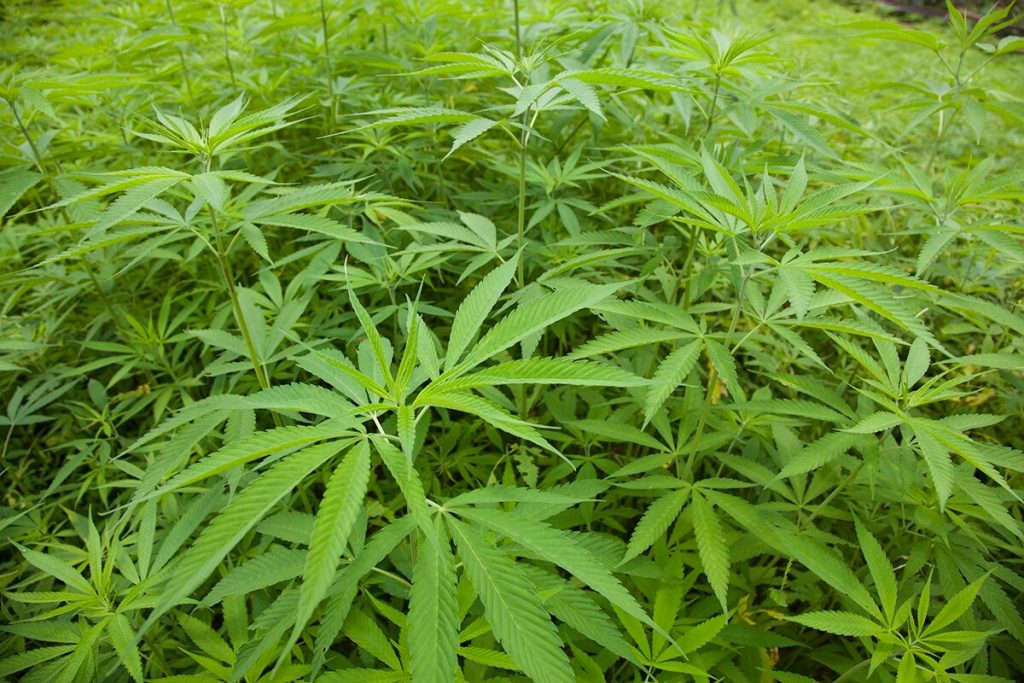 गाँजा खान नपाएपछि साथीको हत्या