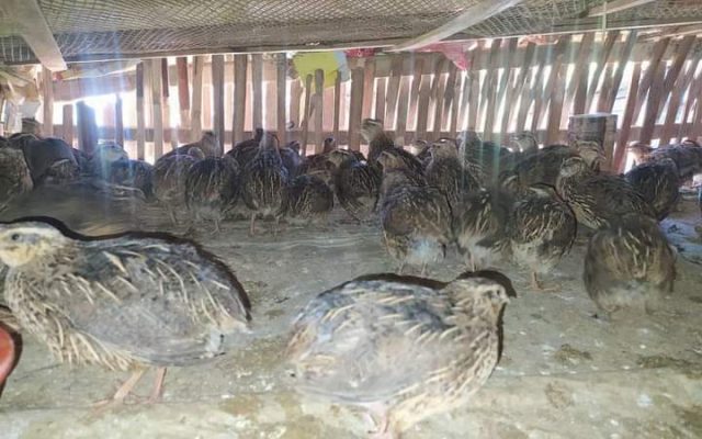 बट्टाईपालनमा युवा आकर्षित