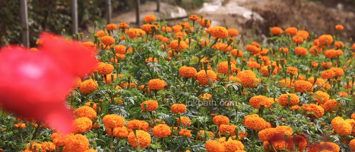 सबैतिर ढकमक्क फुले सयपत्री