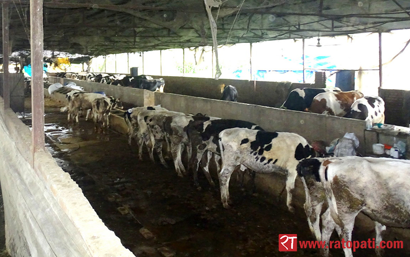 अन्तरिक्षबाट पहिलो पटक देखियो गाईबाट निस्किएको मिथेन ग्यास