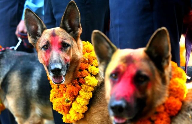 आज नरक चतुर्दशी, कुकुर तिहार