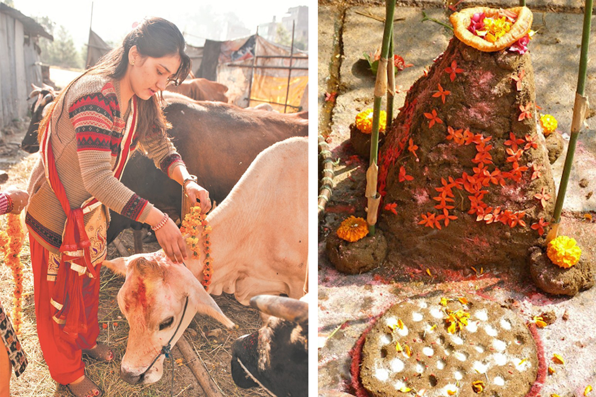 तिहारको चौथो दिन आज गोवर्द्धन, बलि, गोरु र कृषकको पूजाआजा गरी मनाईंदै