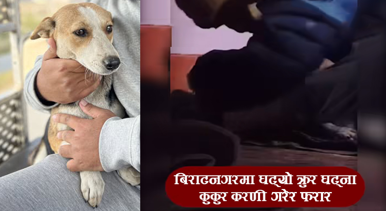 गर्भवती कुकुरलाई स्लिपिङ ट्याब्लेट खुवाउँदै लगातार यौनजन्य दुर्व्यवहार